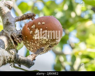 Pudrición marrón sobre manzana, hongo monilia. Foto de stock