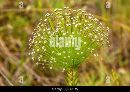 Siempre viva planta fotografías e imágenes de alta resolución - Alamy