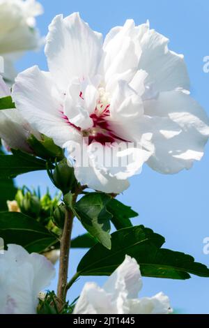 Hibiscus syriacus 'Speciosus', Blanco, Hibiscus Speciosus, Flor, Rosas de flor de Sharon Foto de stock