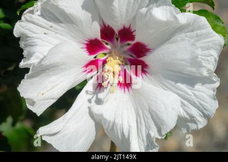 Hibiscus 'Minomb', Flor, Hibiscus syriacus 'Minomb', Blanco, Flor, Rosas de Sharon Hibiscus flor blanca Foto de stock