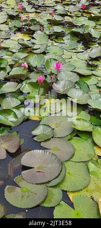 Waterlilies.Nymphaeaceae es una familia de plantas con flores, comúnmente llamadas Waterlily. Foto de stock