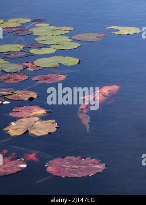 Peces ornamentales nadando en un estanque con nenúfares. Foto de stock