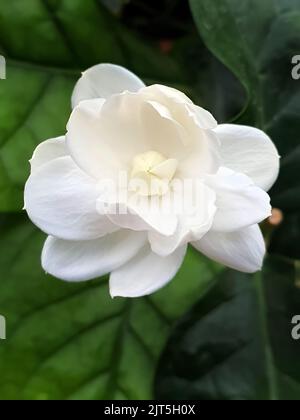 Arabian jazmín Jasminum sambac gran duque de Toscana Fotografía de stock -  Alamy