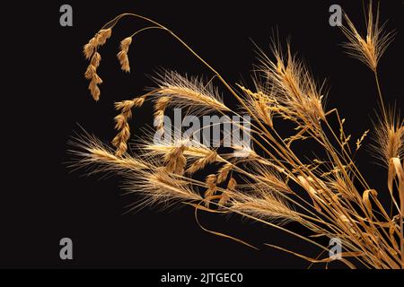 exuberante manojo de hierba seca amarilla sobre fondo oscuro. naturaleza de plantas y botánica Foto de stock
