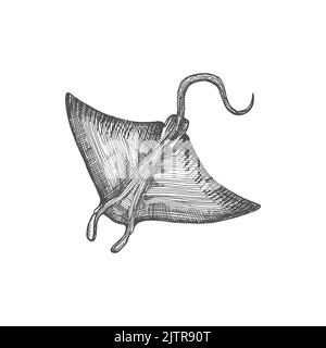 Raya de natación con una cola larga y aletas pectorales tipo ala, ilustración de dibujos animados aislados en blanco Imagen Vector de stock - Alamy Raya de natación con una cola larga y aletas pectorales tipo ala, ilustración de dibujos animados aislados en blanco Imagen Vector de stock - Alamy