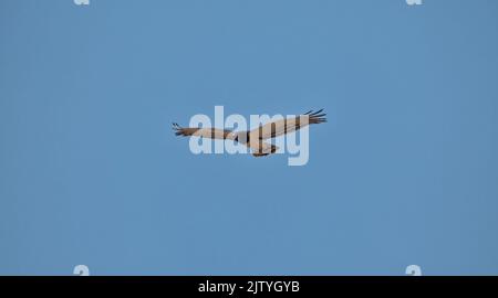 Un águila serpiente negra en vuelo en la sabana del sur de África Foto de stock