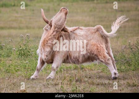 Highland vaca rascándose picando espalda con la punta de su cuerno Foto de stock