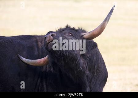 Toro negro de las tierras altas rasguñando la espalda picadora con la punta de los cuernos, de cerca Foto de stock