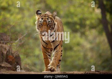 Retrato de una alerta real de tigre de Bengala y mirando la cámara. Animal Nacional de Bangladesh Foto de stock