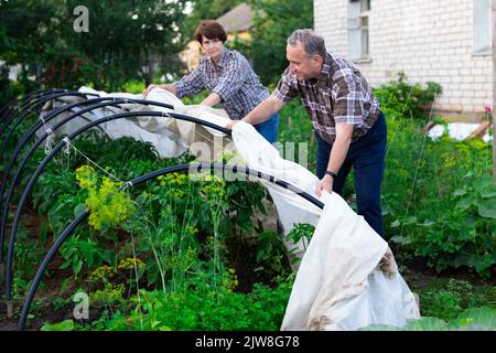 pareja madura protege las plantas del frío en una parcela de jardín Foto de stock