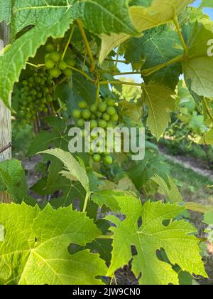 Madurando las uvas en la vid, viñedo, península de Leelanau, Michigan bajo, verano, EE.UU., por Dembinsky Photo Assoc Foto de stock
