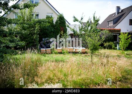 Bienenstoecke stehen auf einem Gartengelaende in einem Wohngebiet im hohen Gras. Foto de stock