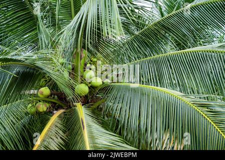 Coco, Cocos nucifera es una especie perteneciente a la familia de las palmeras Arecaceae y la única especie viva del género Cocos. Foto de stock