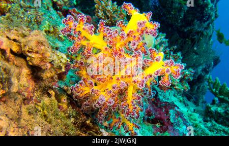 Árboles de ramas múltiples Coral suave, Arrecife de Coral, Atolón Malé del Sur, Maldivas, Asia Foto de stock