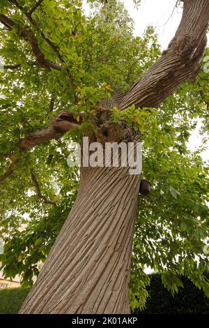 Corteza retorcida en un antiguo árbol masivo de castaña dulce. Castanea sativa. Foto de stock
