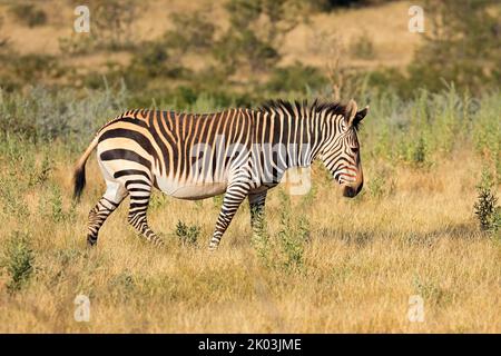 Cebra de montaña Hartmanns (Equus zebra hartmannae), Parque Nacional Etosha, Namibia Foto de stock