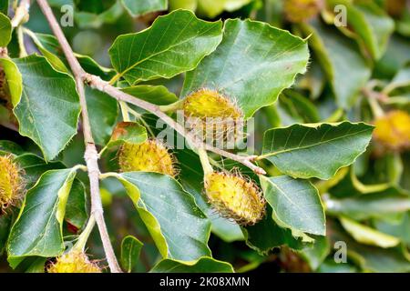 Haya (fagus sylvatica), primer plano mostrando las castas de haya o los frutos que crecen entre las hojas verdes del árbol común. Foto de stock