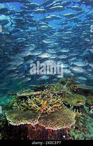 Escuela de Patudo Travallies (Caranx sexfasciatus), nadar sobre un arrecife de coral, Palawan, Filipinas, Océano Pacífico, Asia Foto de stock