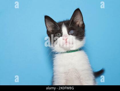 Lindo gatito de esmoquin blanco y negro con cuello verde, película opaca sobre el ojo izquierdo de FHV, virus herpes felino, infección. Fondo azul. Foto de stock