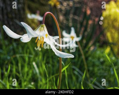 La vista de cerca de un lirio blanco de fawn gigante que florece en el campo de hierba Foto de stock
