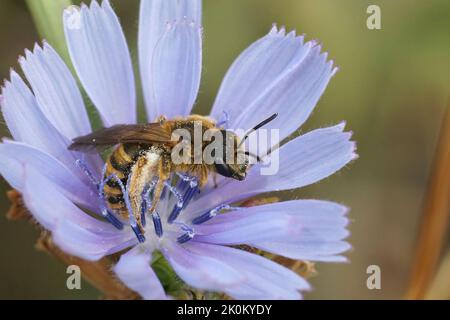 Primer plano en una abeja de surco bandada hembra, Halictus scabiosae sentada en una flor azul de achicoria silvestre , Cichorium intybus Foto de stock