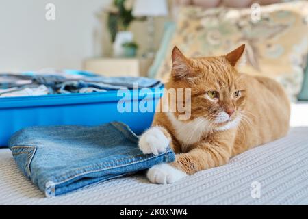 El equipaje de embalaje en una maleta, el gato tumbado en la cama Foto de stock