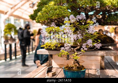 Bonsai con flor morada en maceta Fotografía de stock - Alamy