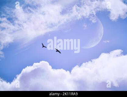Dos cuervos volando juntos en un cielo azul nublado con una luna creciente. Foto de stock