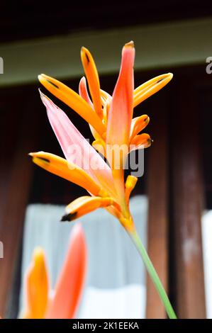 Flor de loro o Heliconia Psittacorum, conocida también como pico de loro, flor  de parakeet y falso pájaro del paraíso, nativa de Sudamérica Fotografía de  stock - Alamy