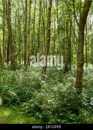 Bosque de abedul plateado (Betula pendula) en el National Forest, Calke, Derbyshire, Inglaterra, Reino Unido