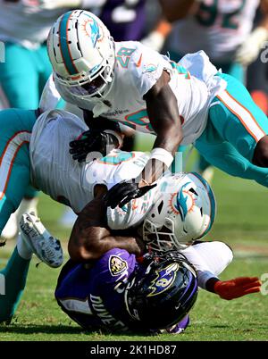 Miami Dolphins linebacker Elandon Roberts (52) is introduced during a NFL  football game against the Minnesota Vikings, Sunday, Oct.16, 2022 in Miami  Gardens, Fla. (AP Photo/Alex Menendez Stock Photo - Alamy