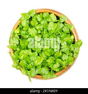 Microgreens de cilantro, en un tazón de madera. Brotes verdes de Coriandrum sativum frescos y listos para comer, también llamados cilantro, perejil chino o dhania. Foto de stock