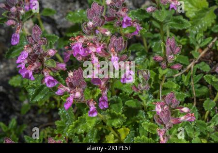 Pared germander, Teucrium chamaedrys en flor sobre el acantilado de piedra caliza, Pirineos. Foto de stock