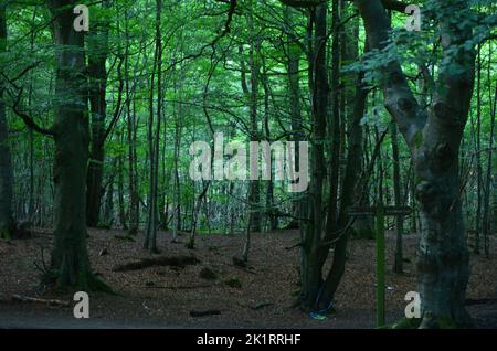 Den Wood, entre cultos y parque Hazlehead en Aberdeen, uno de los pocos parches remanentes de bosques caducifolios semi-naturales en el noreste de Escocia Foto de stock