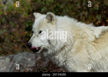 Un lobo ártico lame sus chuletas, obviamente hambriento. Foto de stock
