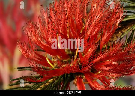 Pincel de una cara (Calothamnus quadrifidus) con flores rojas dispuestas en la inflorescencia Foto de stock