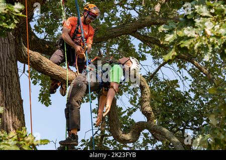 Detroit, Michigan - Arboristas profesionales compiten en el Michigan Tree Climbing Championship. En este caso, los escaladores compiten para r Foto de stock