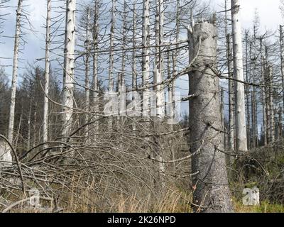 Árbol de retroceso en las montañas de Harz cerca de Brocken en el Achtermannshoehe en Niedersachsen Foto de stock