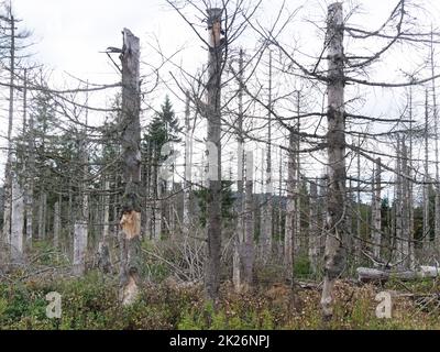 Árbol de retroceso en las montañas de Harz cerca de Brocken en el Achtermannshoehe en Niedersachsen Foto de stock