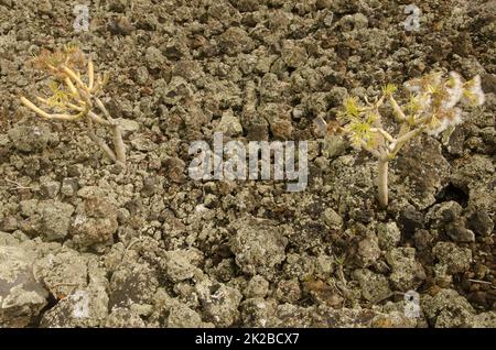 Plantas Suculentas en piedra volcánica de Fuerteventura, Islas Canarias,  España Fotografía de stock - Alamy