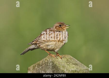 Skylark, Alauda arvensis, un pájaro adulto soltero cantando desde un puesto vallado, Nortrh Norfolk, Junio Foto de stock