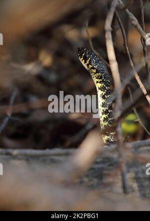 Serpiente de cerca - coluber, serpiente de látigo verde, serpiente de látigo occidental o Hierophis viridiflavus en la isla de Elba, Italia Foto de stock
