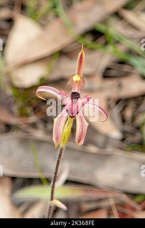 Caladenia cardiochila, orquídea araña con labios en el corazón Foto de stock