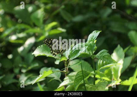 Una mariposa de cola de golondrina de lima en una hoja verde de una planta Foto de stock