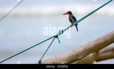 kingfisher de garganta blanca descansando en una cuerda de barco de pesca en la playa. Foto de stock
