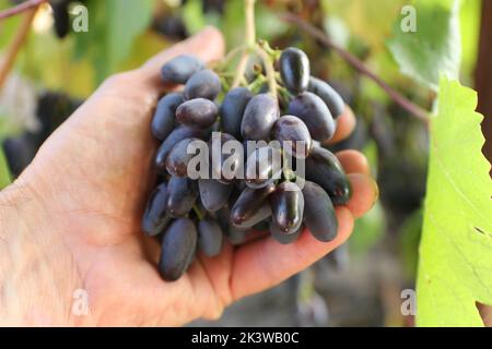 La mano sostiene el racimo de uvas azules. Recolección de uvas. Foto de stock