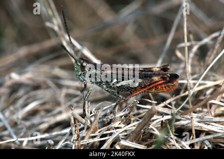 Saltamontes moteados (Myrmeleotettix maculatus, Gomphocerus maculatus), macho sobre hierba seca, Alemania Foto de stock