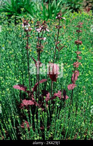 Salvia lire-hoja (Salvia lyrata cv. Knockout púrpura); Lamiaceae; hierba perenne; hojas púrpuras Foto de stock