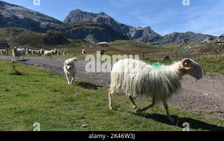 Perro de Montaña Pireneo Guardando Es rebaño de ovejas de montaña en Col du Somport en las montañas de los pirineos que bordean Francia y España Canfranc España