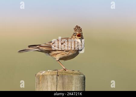 Skylark, Alauda arvensis, un pájaro adulto soltero cantando desde un puesto vallado, Nortrh Norfolk, Mayo Foto de stock